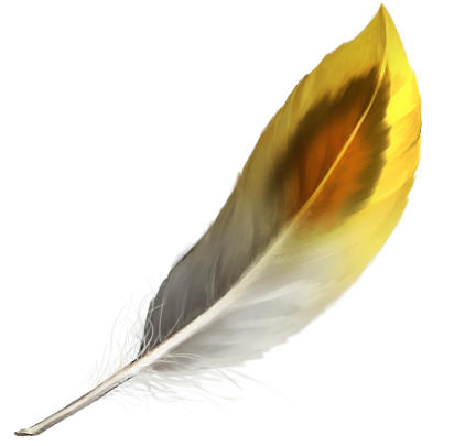 白花孔雀的羽毛